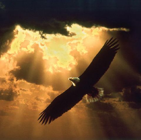 So Briefly An Eagle:  A Memorial Day Remembrance