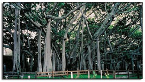 A Hundred People In A Banyan Tree?