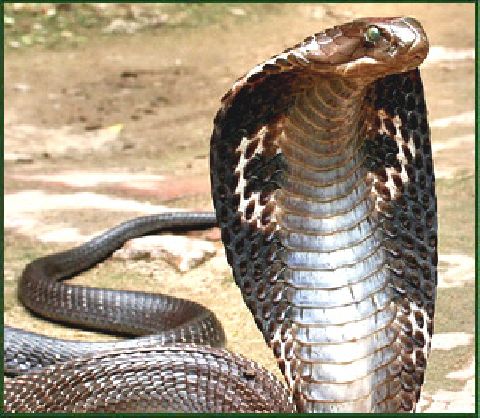 A Cobra Is No Match For A Speeding Taxi