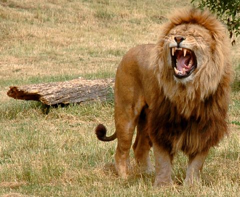 Lion Hunters Of The Laikipia Plateau