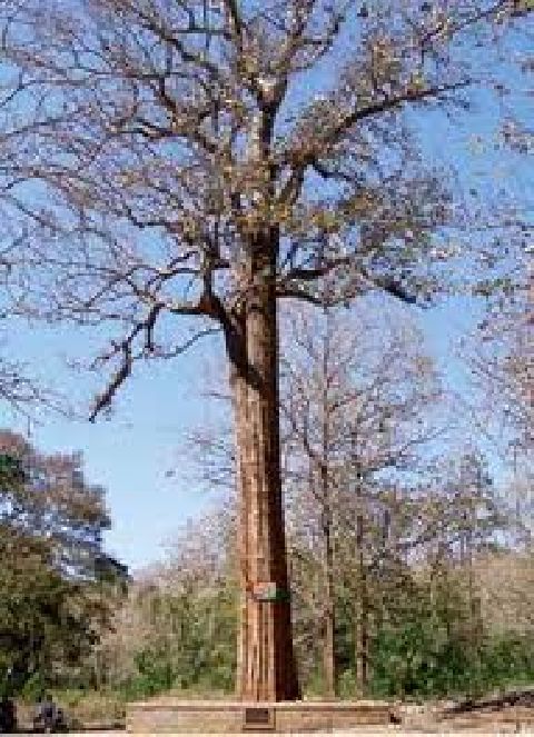 Exotic Planted Teak Outnumbers The Most Important Native Tree Species of Trinidad