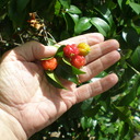 Surinam cherry at various stages of maturity