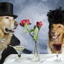 Formal Dogs